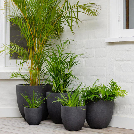Vellum Eggs Pots - Black