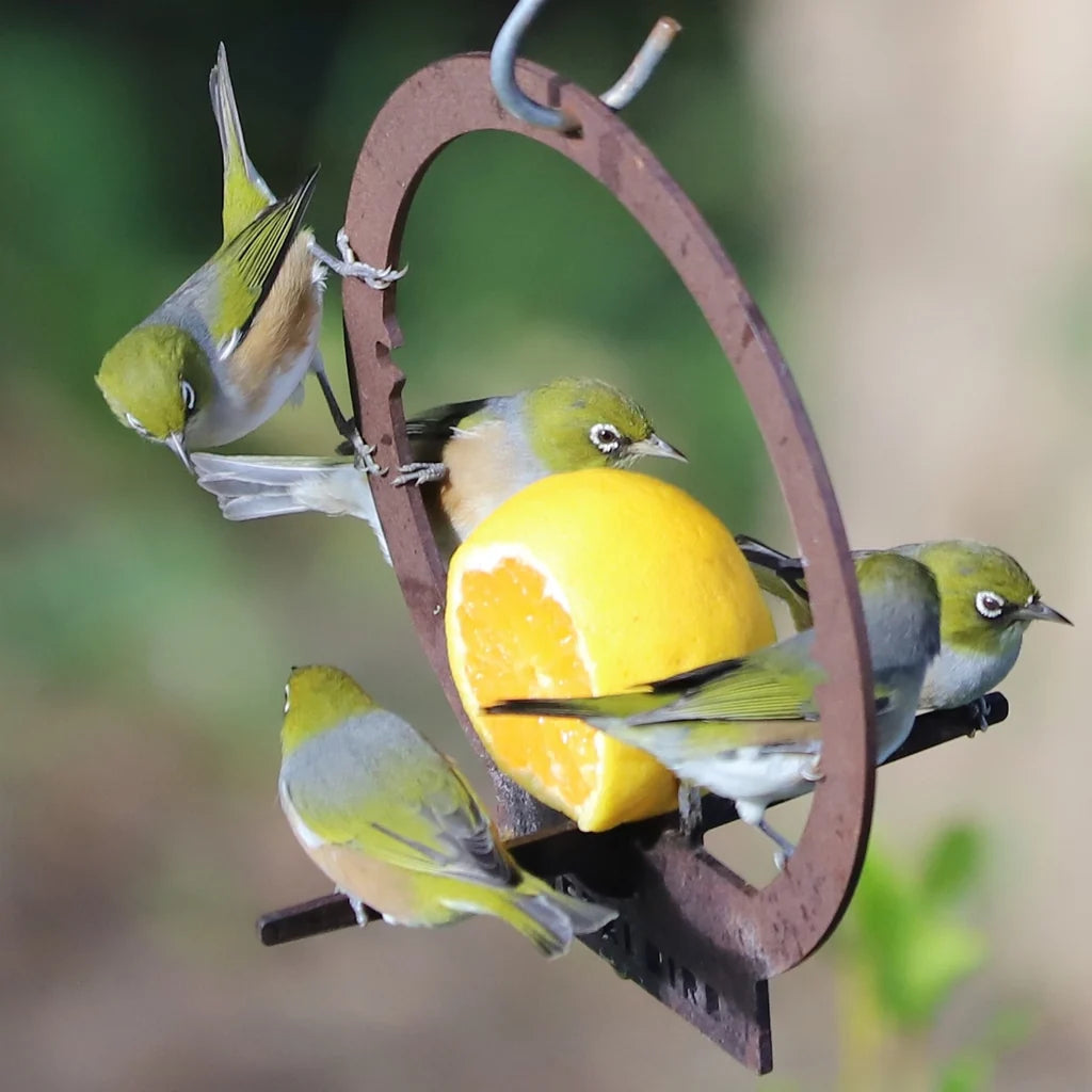 Metal Bird - Hanging Bird Feeder
