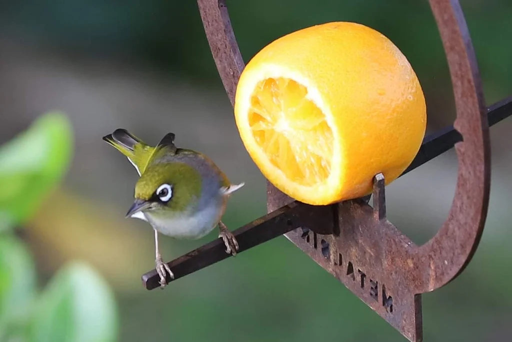 Metal Bird - Hanging Bird Feeder