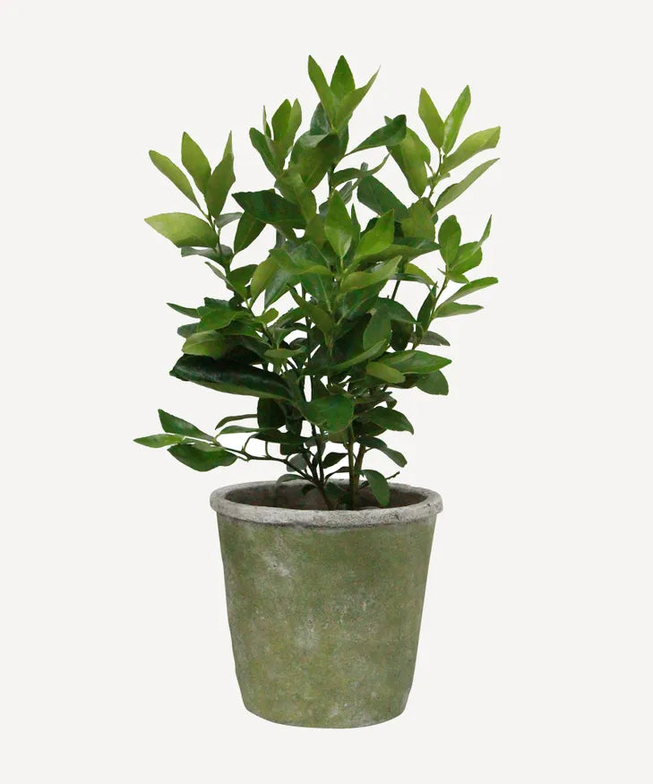 Evergreen Pot - Medium