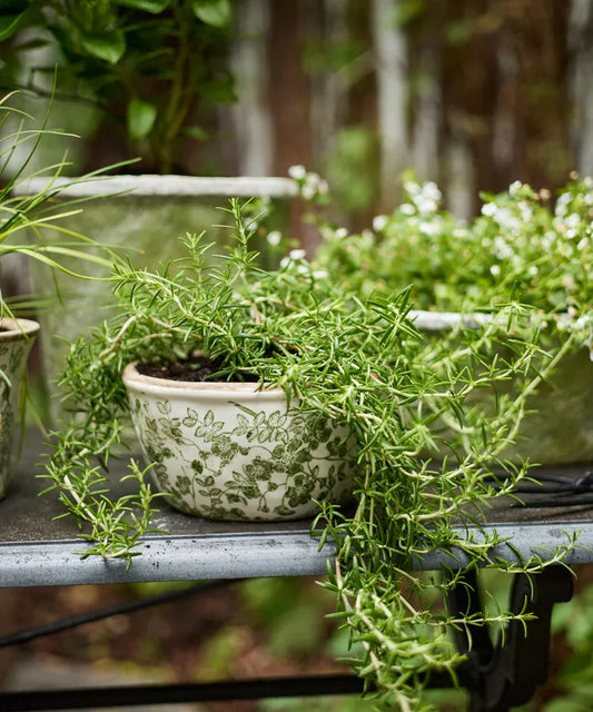 Botanical Bowl Pot - Small