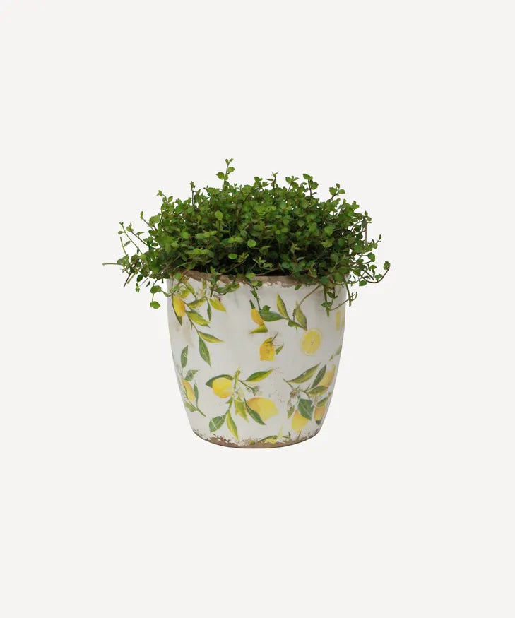 Botanical Lemon Garden Pot - Large