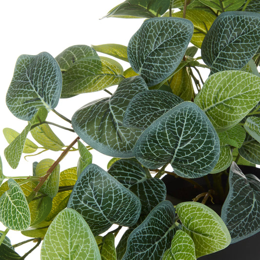 Faux Fittonia Hanging Green
