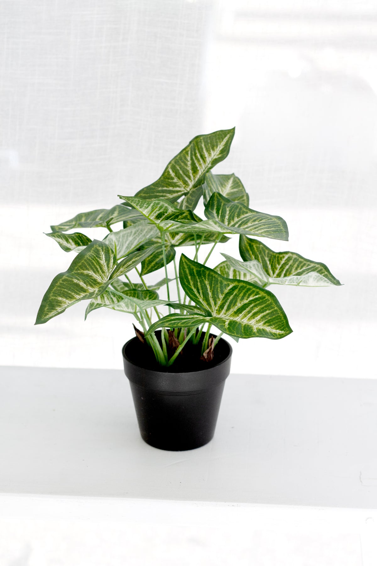 Faux Syngonium Plant in Black Pot – 30cm Potted Faux Plant