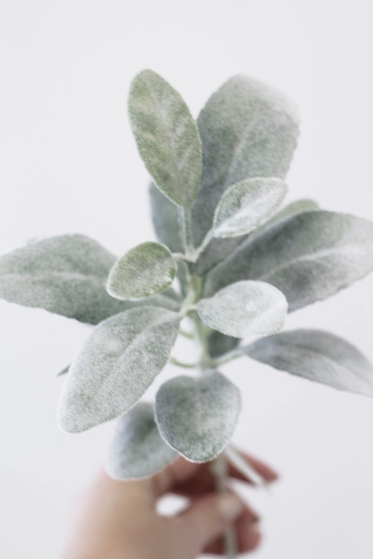Faux Lambs Ears Short Stem