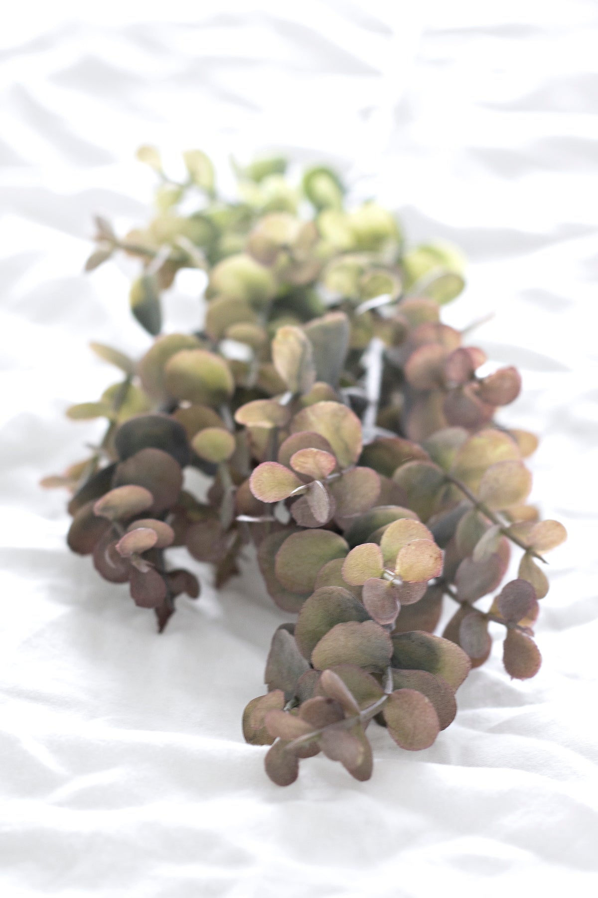 Faux Silver Dollar Grey Pink Stem 65cm