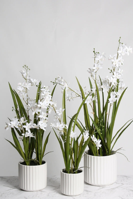 Faux Mini Cymbidium w/Ceramic Pot 66cm