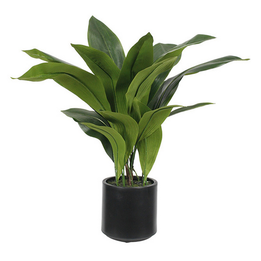 Aspidistra Potted Plant 76cm