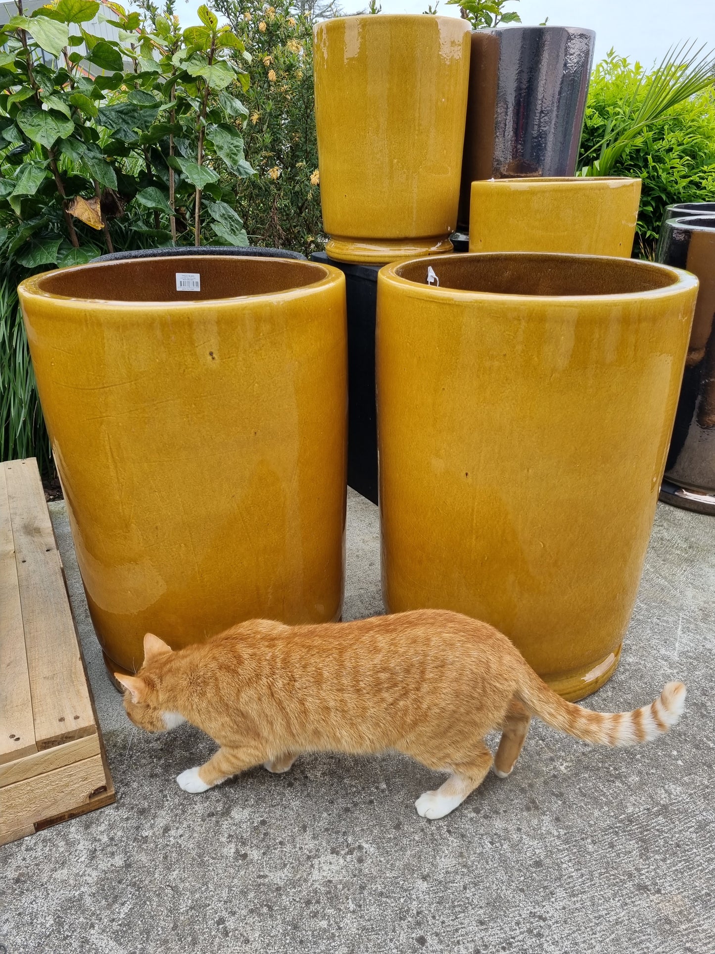 Lustre Tall - Mustard