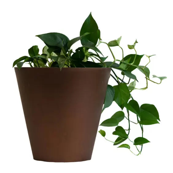 Waiheke Pot