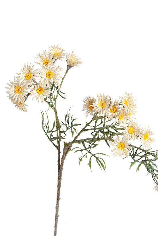 Daisy Spray Cream 89cm