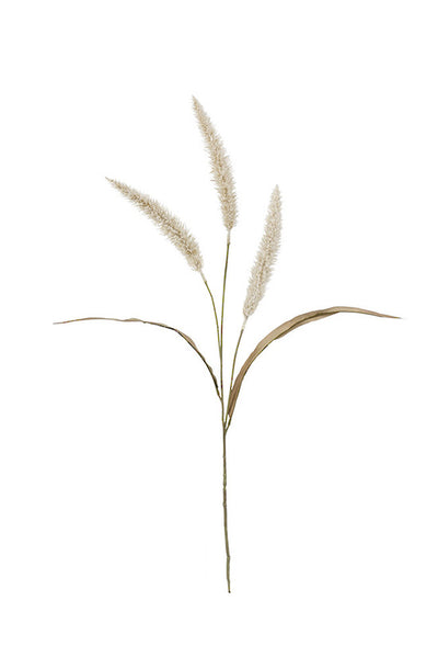 Fountain Grass Cream 94cm