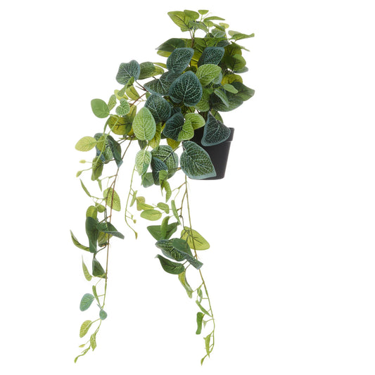 Faux Fittonia Hanging Green