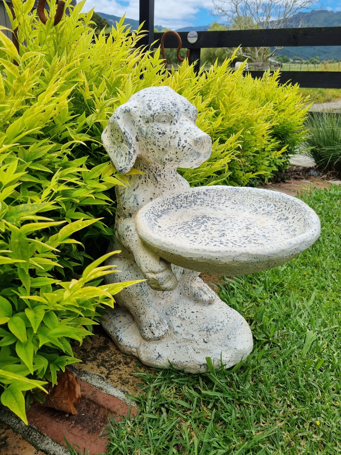 Dog Holding Bird Bath