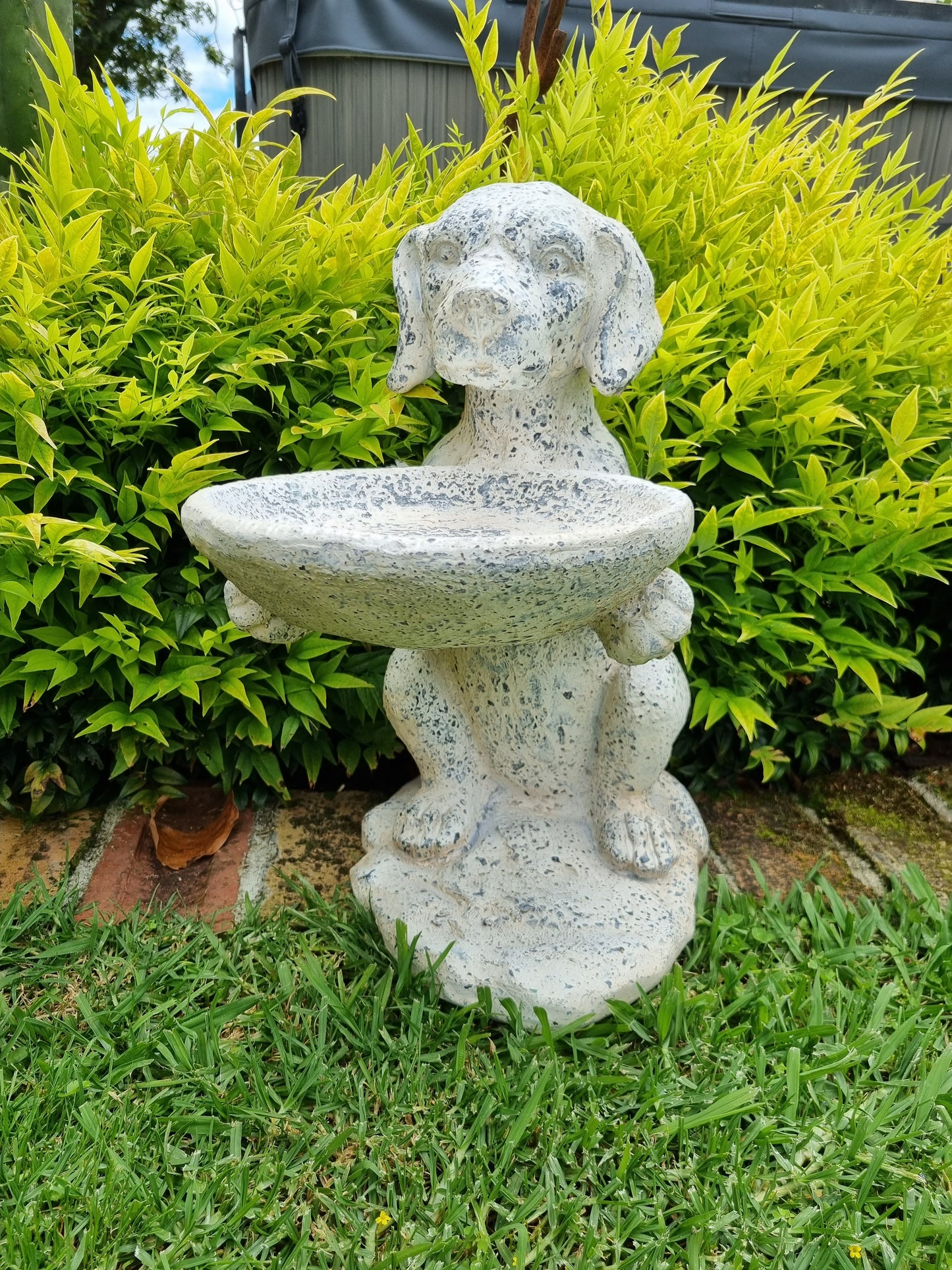 Dog Holding Bird Bath