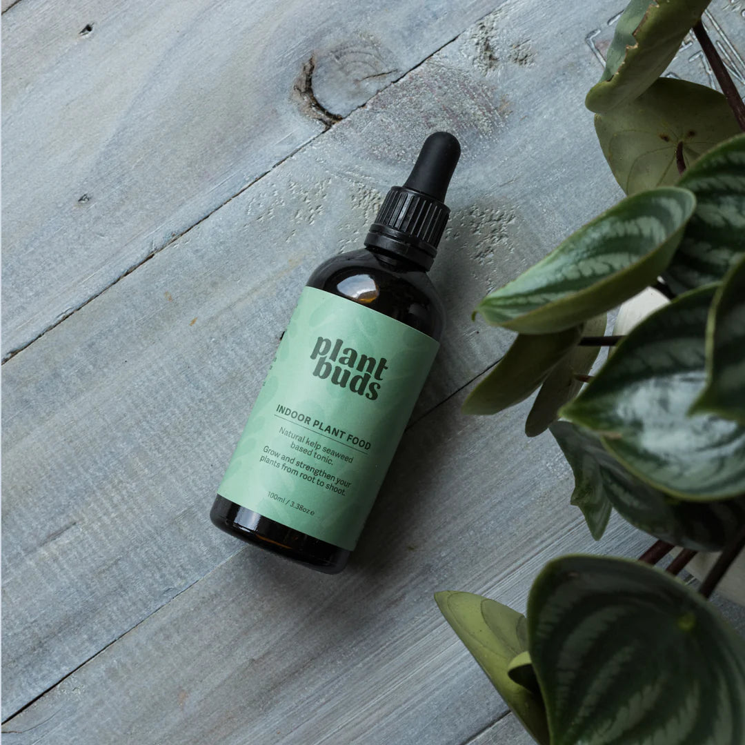 Indoor Plant Food - Plant Buds